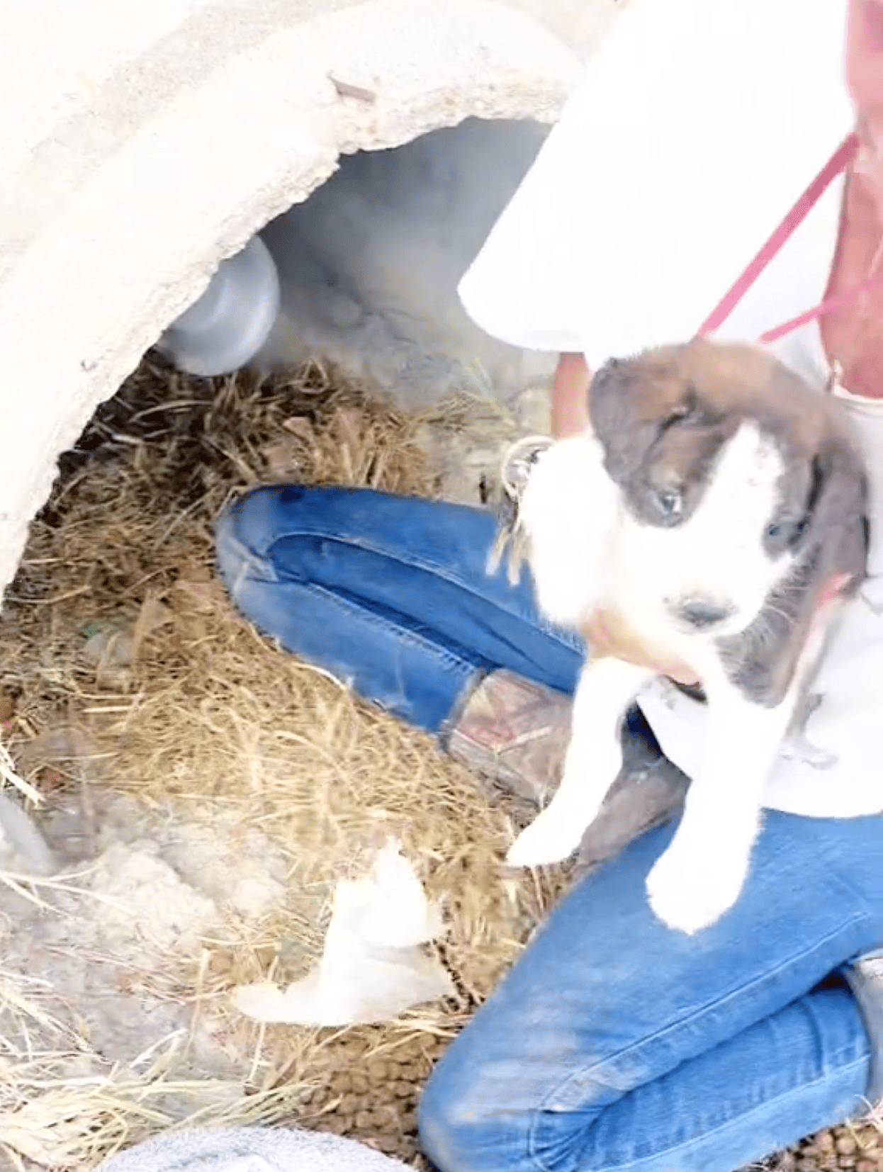 Terrified Mama Dog & Four Puppies Living in Drainage Ditch Experience Kindness for the First Time